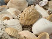 AK - SeaShells